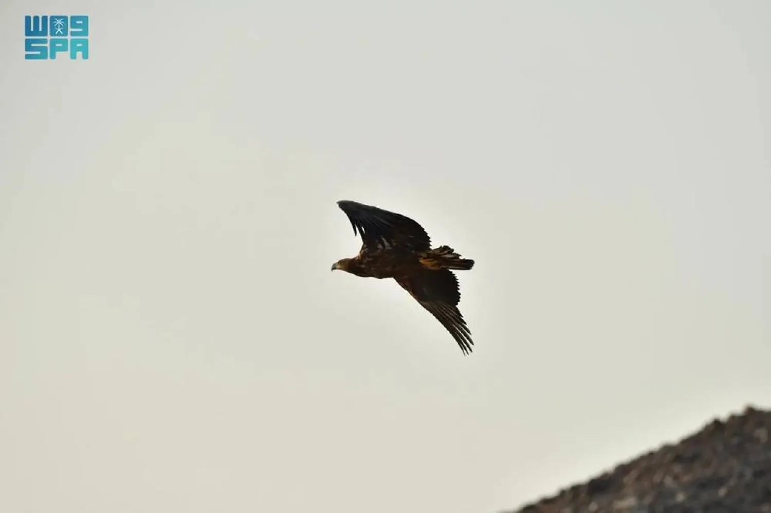 The eagle was observed and photographed at Wadi Thalbah Wetland. (SPA)