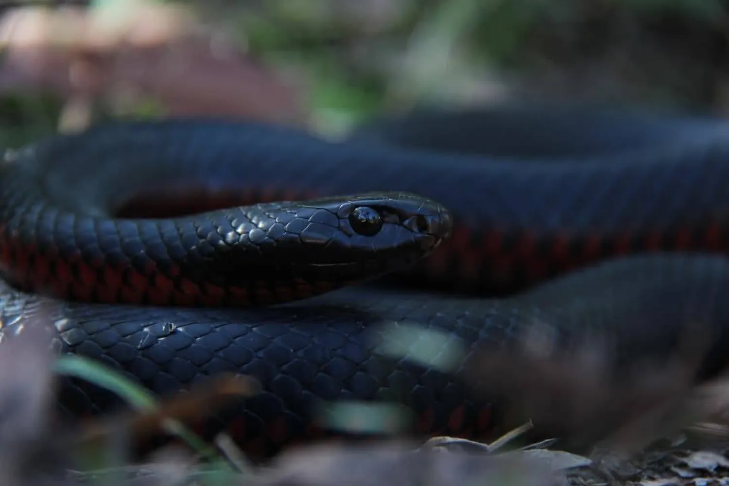 لقاحات «كوفيد» تفتح الباب أمام علاج ثوري لضحايا لدغات الثعابين