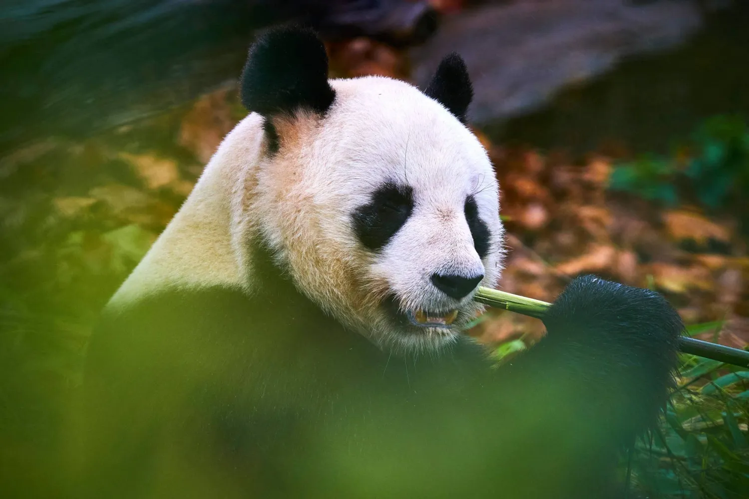 Male Panda Yuan Zi in his internal enclosure before his last public snack at The Beauval Zoo in Saint-Aignan-sur-Cher, central France on November 23, 2025. (AFP)