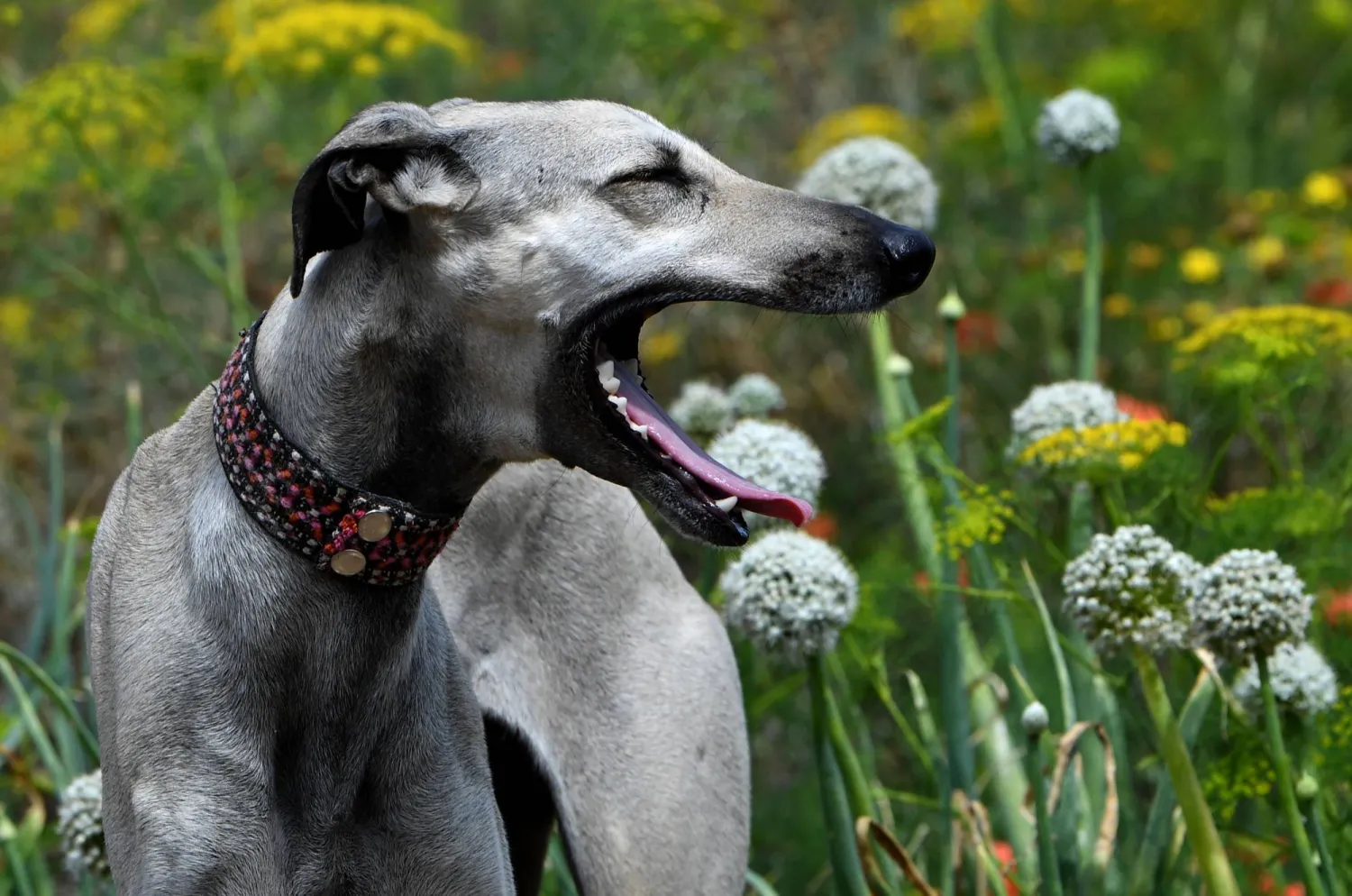 إندونيسيا من الدول القليلة التي لا تزال تسمح ببيع لحوم الكلاب والقطط (أ.ف.ب)