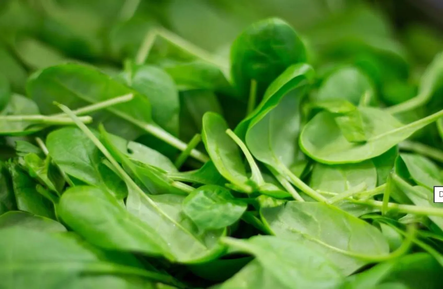 سبانخ (بكساباي)