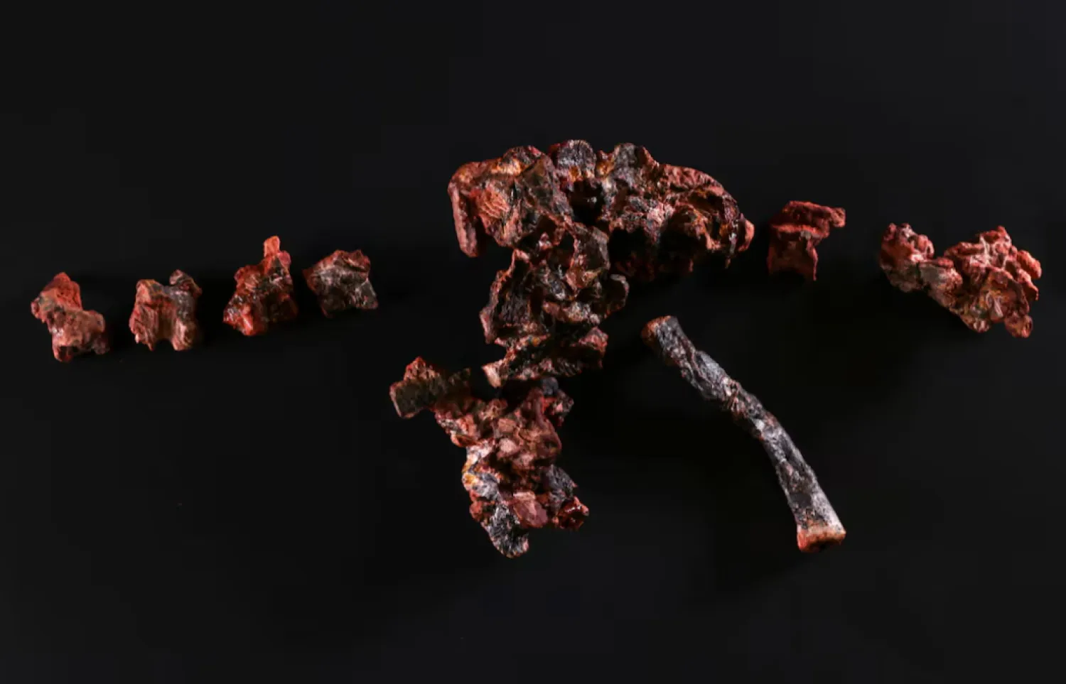 Fossils called Gondwanax paraisensis, a species that lived 237 million years ago and was a precursor to dinosaurs, in the Cappa laboratory (Support Center for Paleontological Research of the Quarta Colonia) in Sao Joao do Polesine, Rio Grande do Sul state, Brazil, 8 October 2024. REUTERS