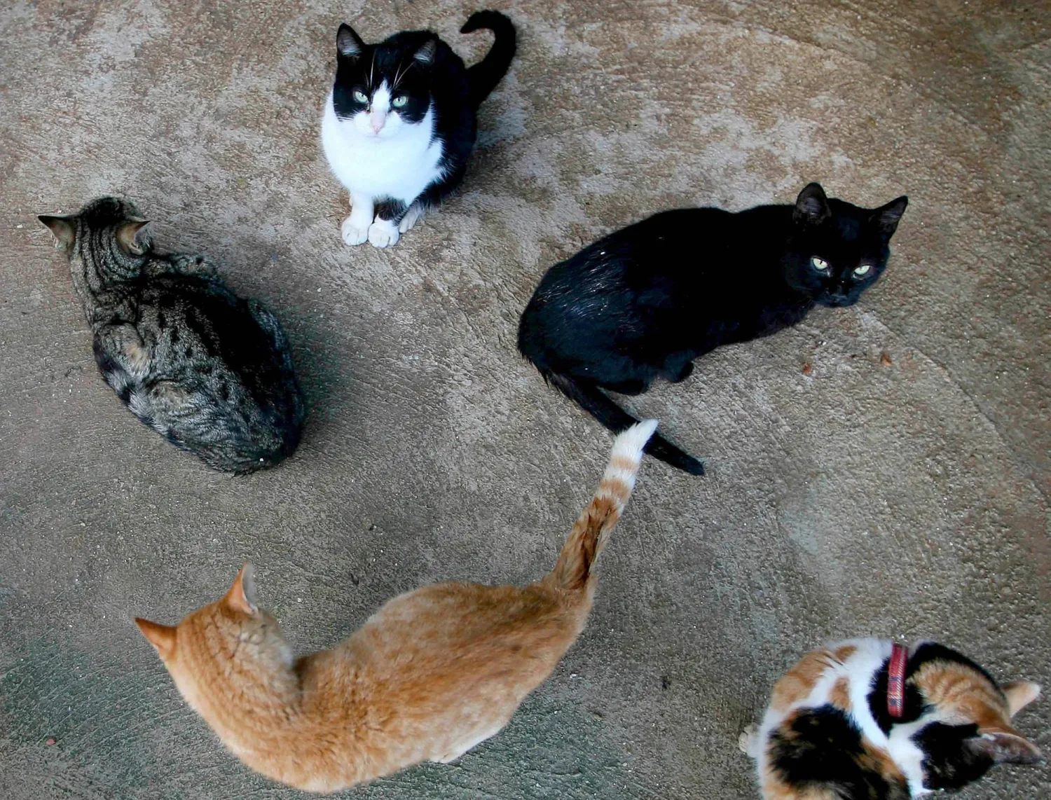 قطة سوداء تظهر بين قطط أخرى في ملجأ للحيوانات بجنوب إسبانيا (أ.ف.ب)