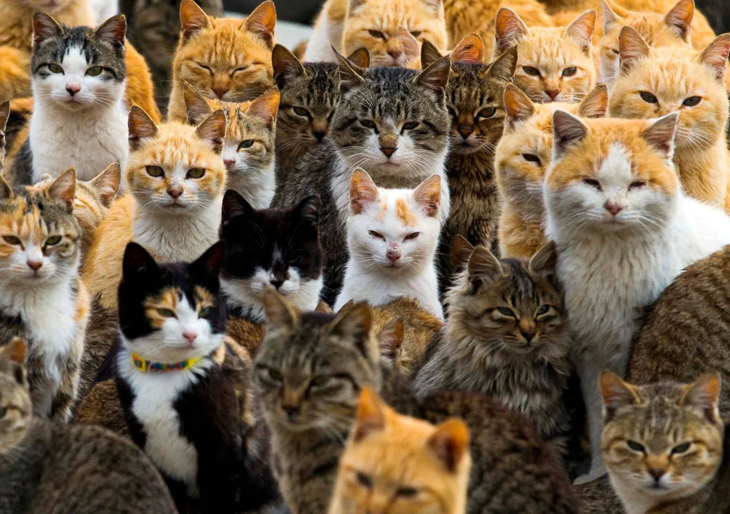 FILE PHOTO: Cats crowd the harbour on Aoshima Island in the Ehime prefecture in southern Japan February 25, 2015. Picture taken February 25, 2015. REUTERS/Thomas Peter/File Photo