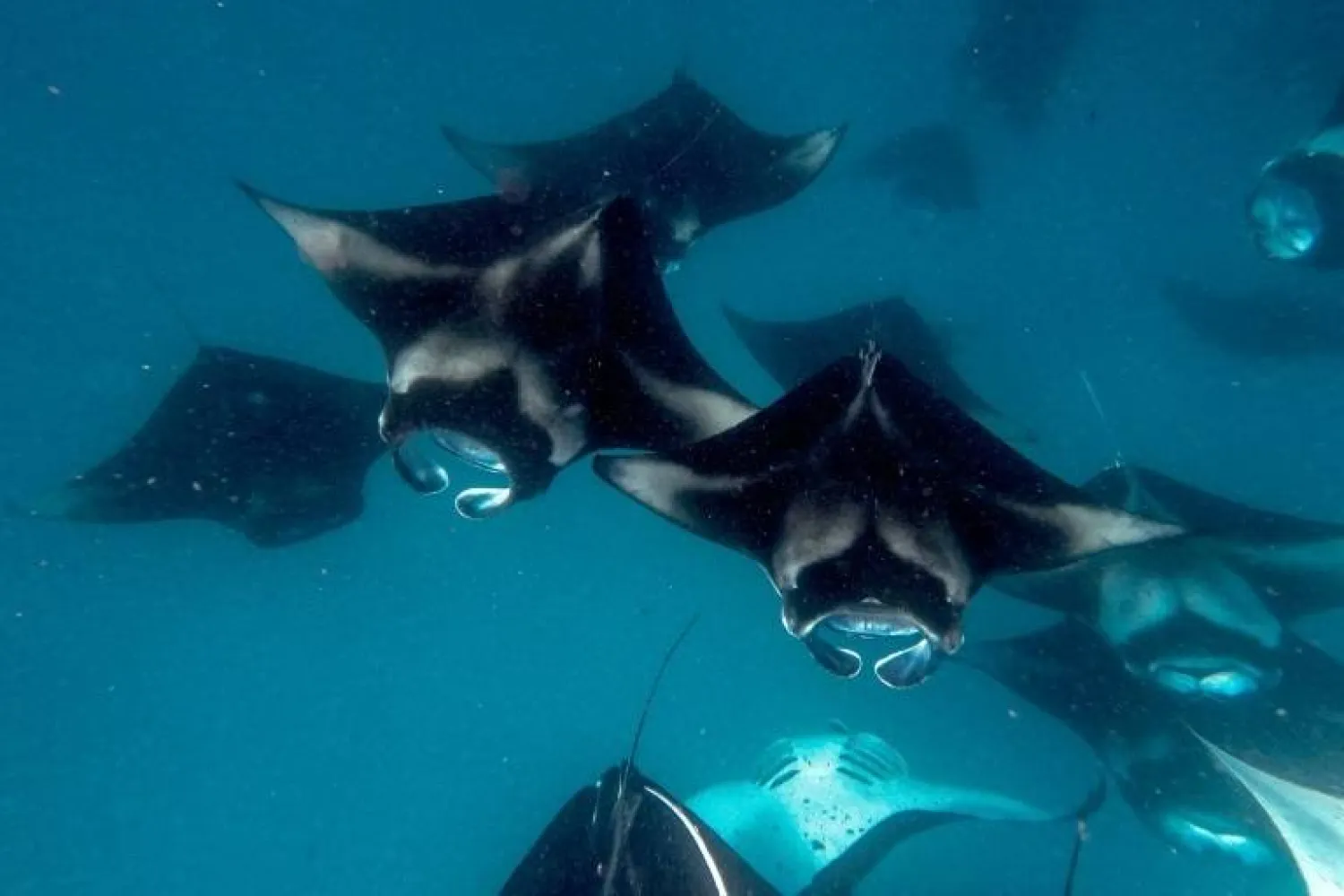 Manta rays are among the species that will have upgraded protections. Mladen ANTONOV / AFP/File
