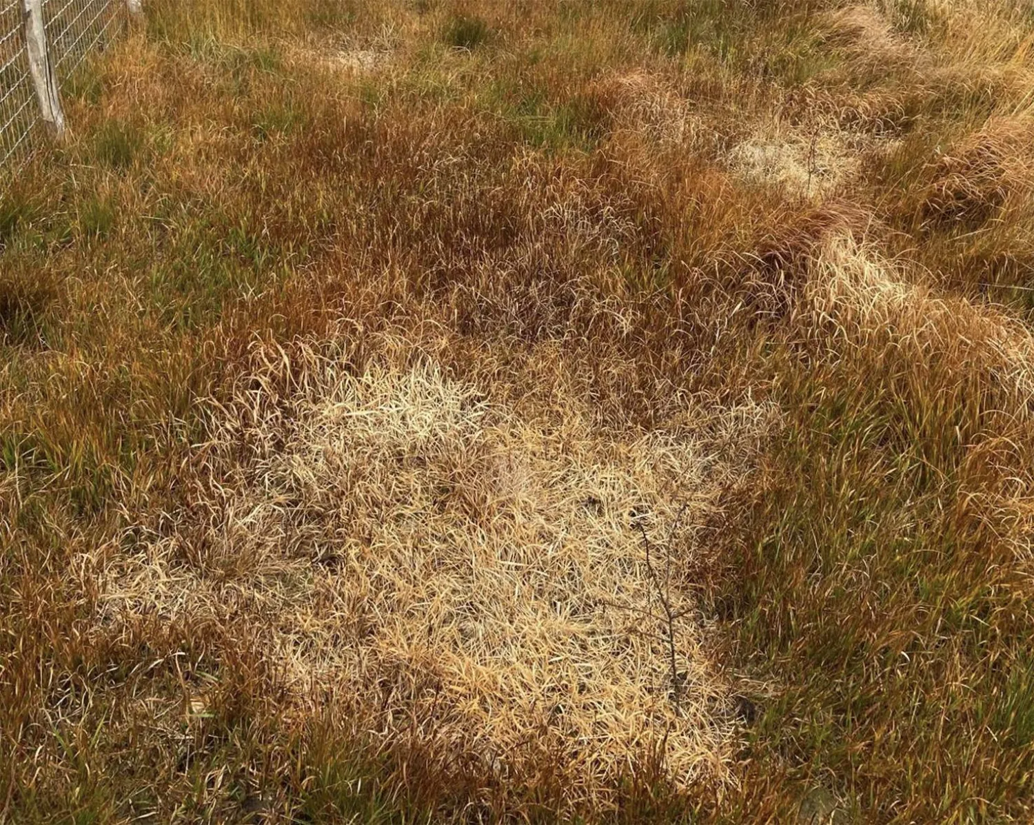 كارثة تضرب مشروع الأمير ويليام البيئي (شراكة أراضي الخث في الجنوب الغربي)