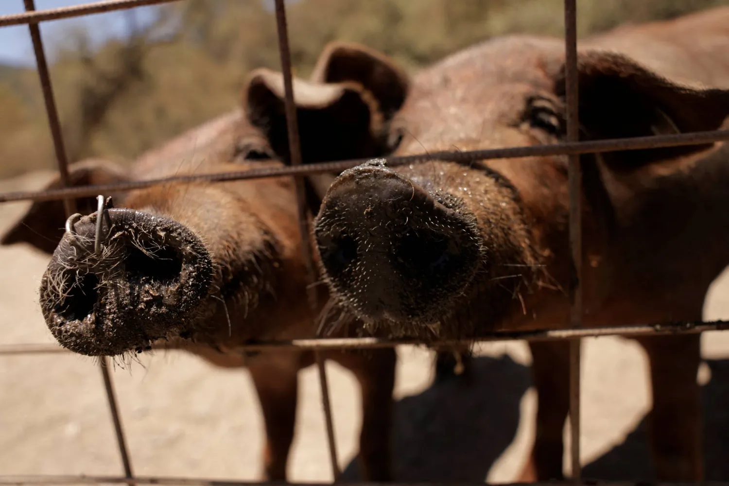 خنازير في مزرعة بجنوب إسبانيا (رويترز)
