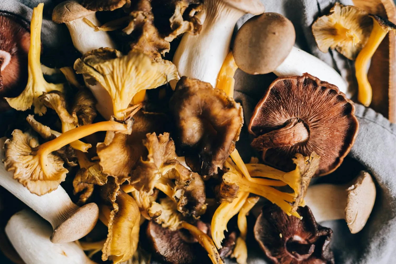 المركبات الموجودة في فطر شيتاكي تساعد على الحماية من السرطان (بيكلسز)