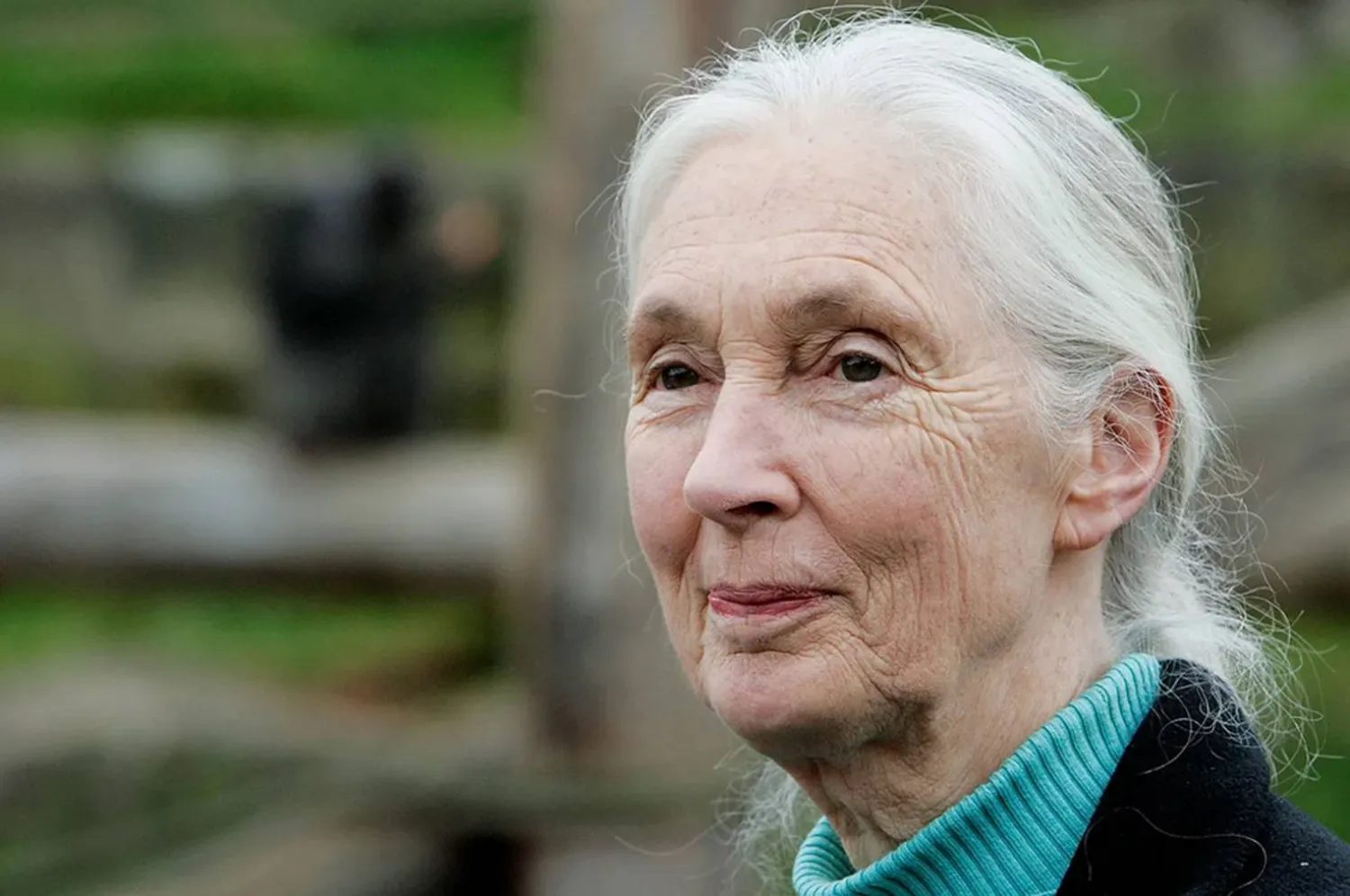 عالمة الرئيسيات والناشطة البيئية جين غودال