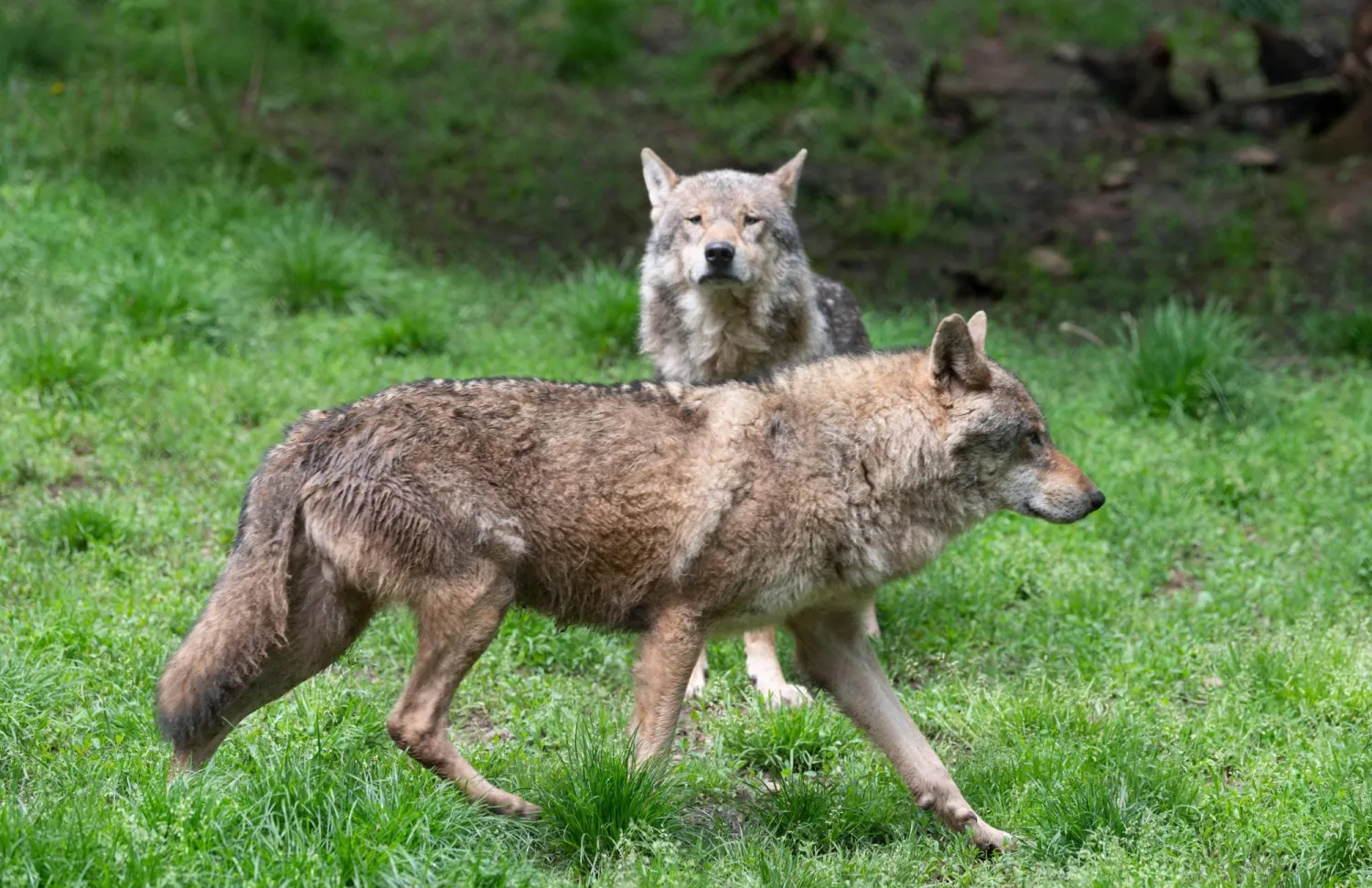 (FILES) European wolves (canis lupus) are seen in their enclosure at the "Wildparadies Tripsdrill", a wildlife park near Cleebronn, southern Germany, on May 10, 2023. (Photo by THOMAS KIENZLE / AFP)