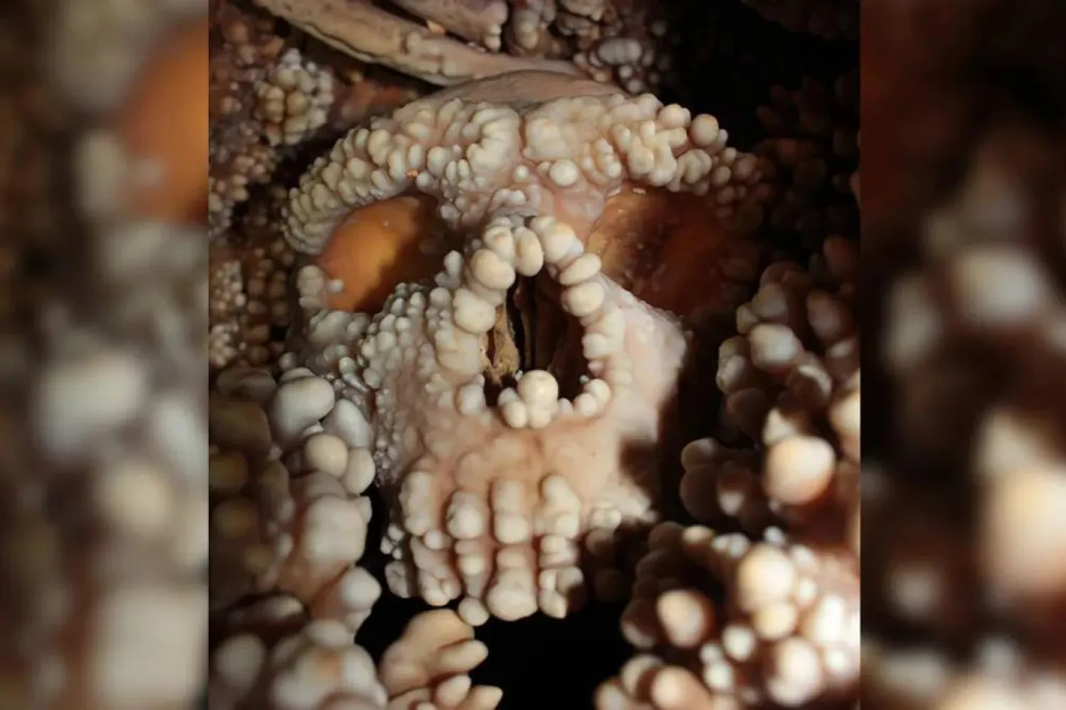 Altamura Adamı, üzerini kaplayan kalsit nedeniyle yerinden çıkarılmadan inceleniyor (K.A.R.S.T. PRIN Projesi)