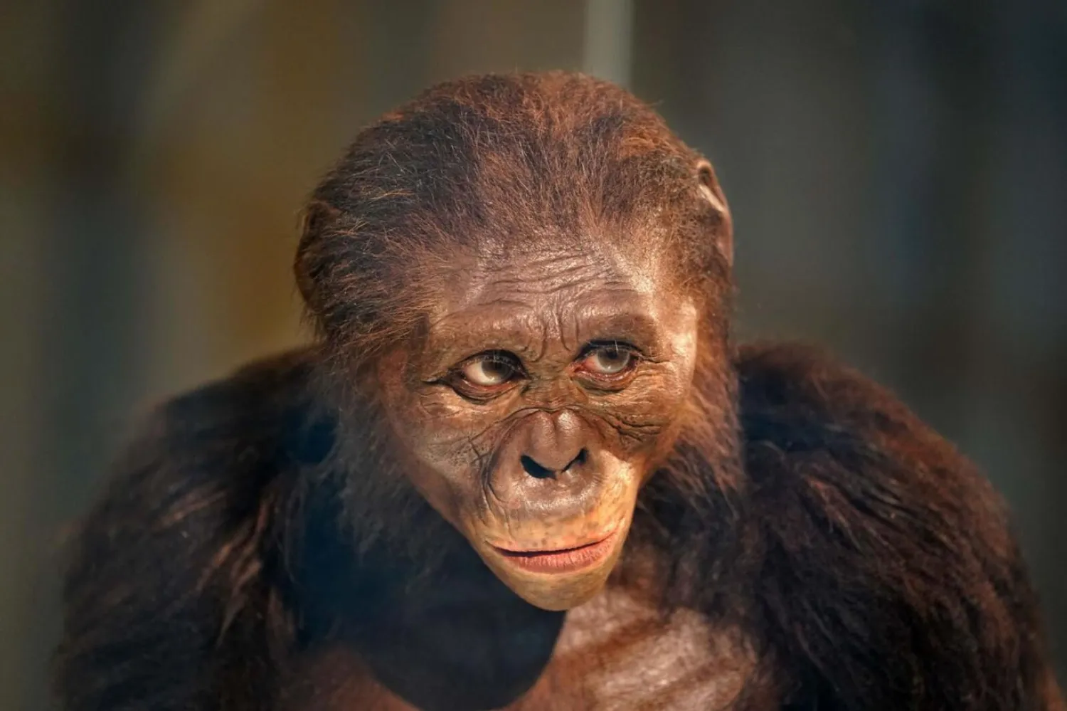 Bilim dünyasını karıştıracak araştırma: Lucy, homininlerin atası değil mi?