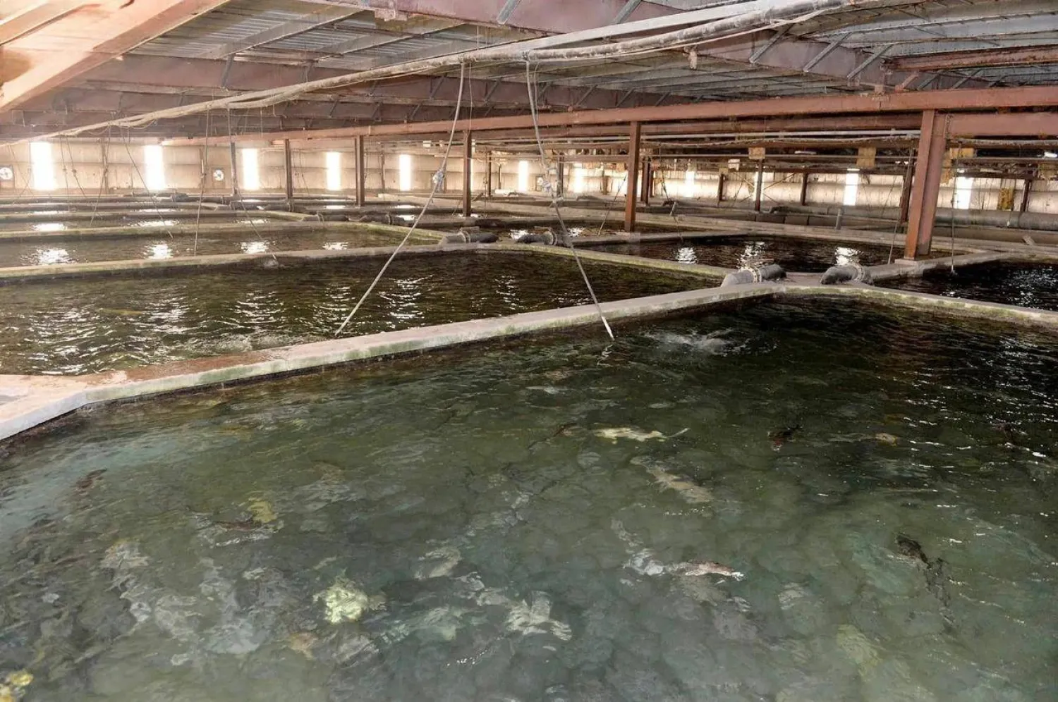 إحدى مناطق الاستزراع السمكي في المنطقة الشرقية (واس)