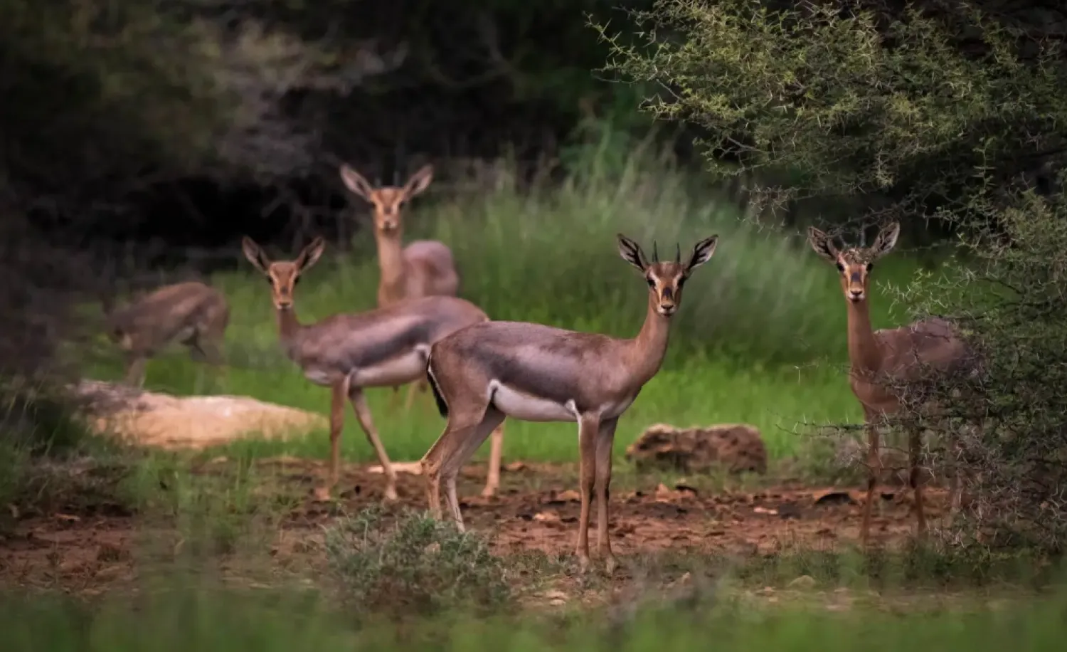 This achievement marks a major milestone in the Kingdom’s efforts to protect ecosystems - SPA