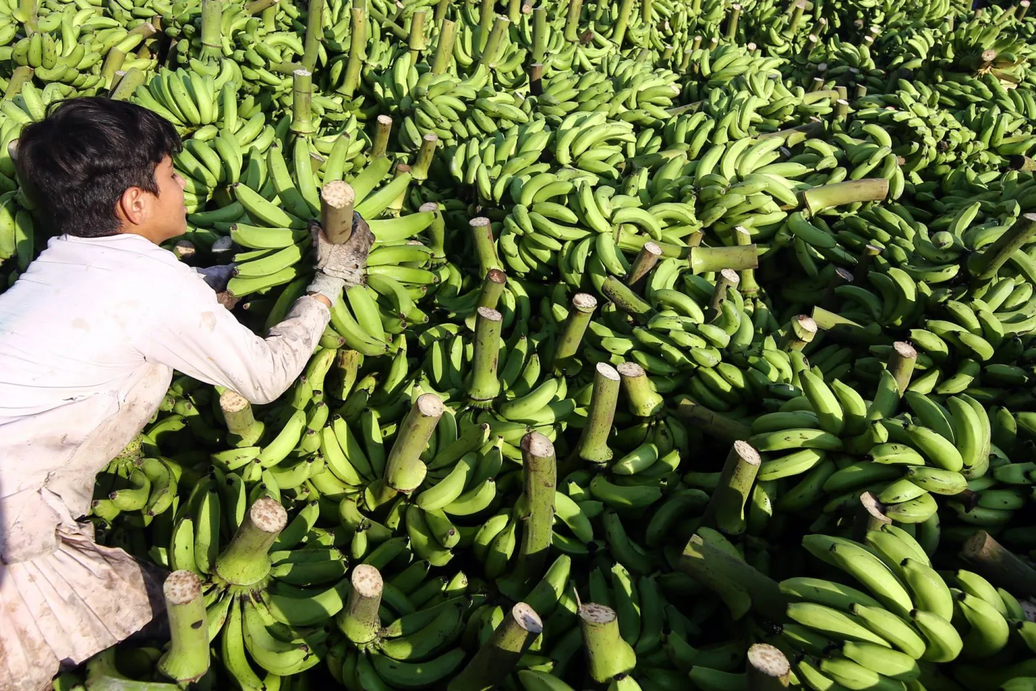طفل يحمل الموز بسوق في باكستان (إ.ب.أ)