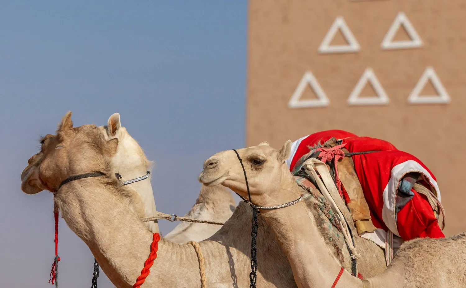 يحتفي المهرجان بتاريخ الموروث الثقافي ودوره في تشكيل ذاكرة المكان والإنسان السعودي (نادي الإبل)