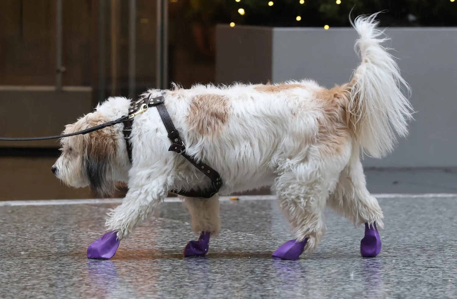 كلب يرتدي أغطية للأرجل للحماية من المطر في نيويورك (أ.ف.ب)