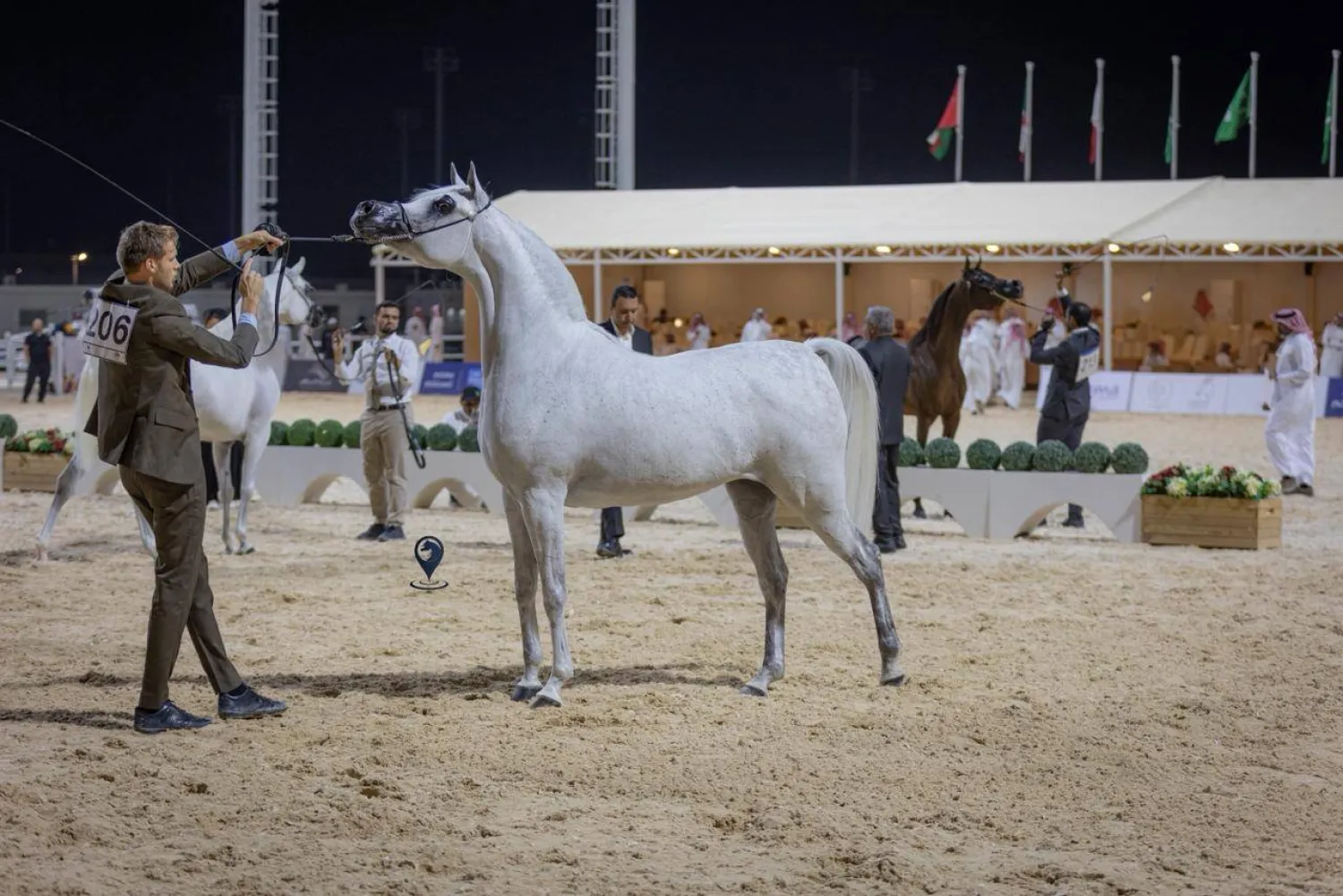 يشهد العرض رقماً قياسياً بلغ 844 رأساً من الخيل العربية الأصيلة (الشرق الأوسط)