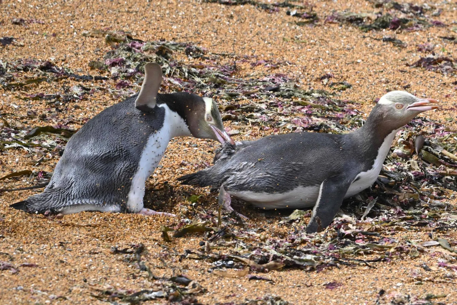 Yellow-eyed penguins fights in their colony in Katiki Point, on the southern end of the Moeraki Peninsula in New Zealand's South Island, about 80 kilometers north of Dunedin on November 12, 2025. (Photo by Sanka VIDANAGAMA / AFP)