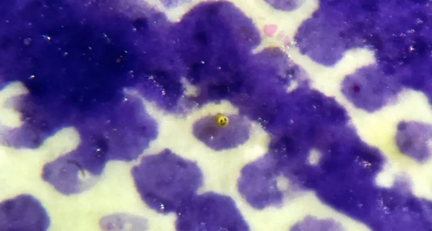 الخيال أكبر دائماً من المقاييس (ديفيد أ. ليندون)