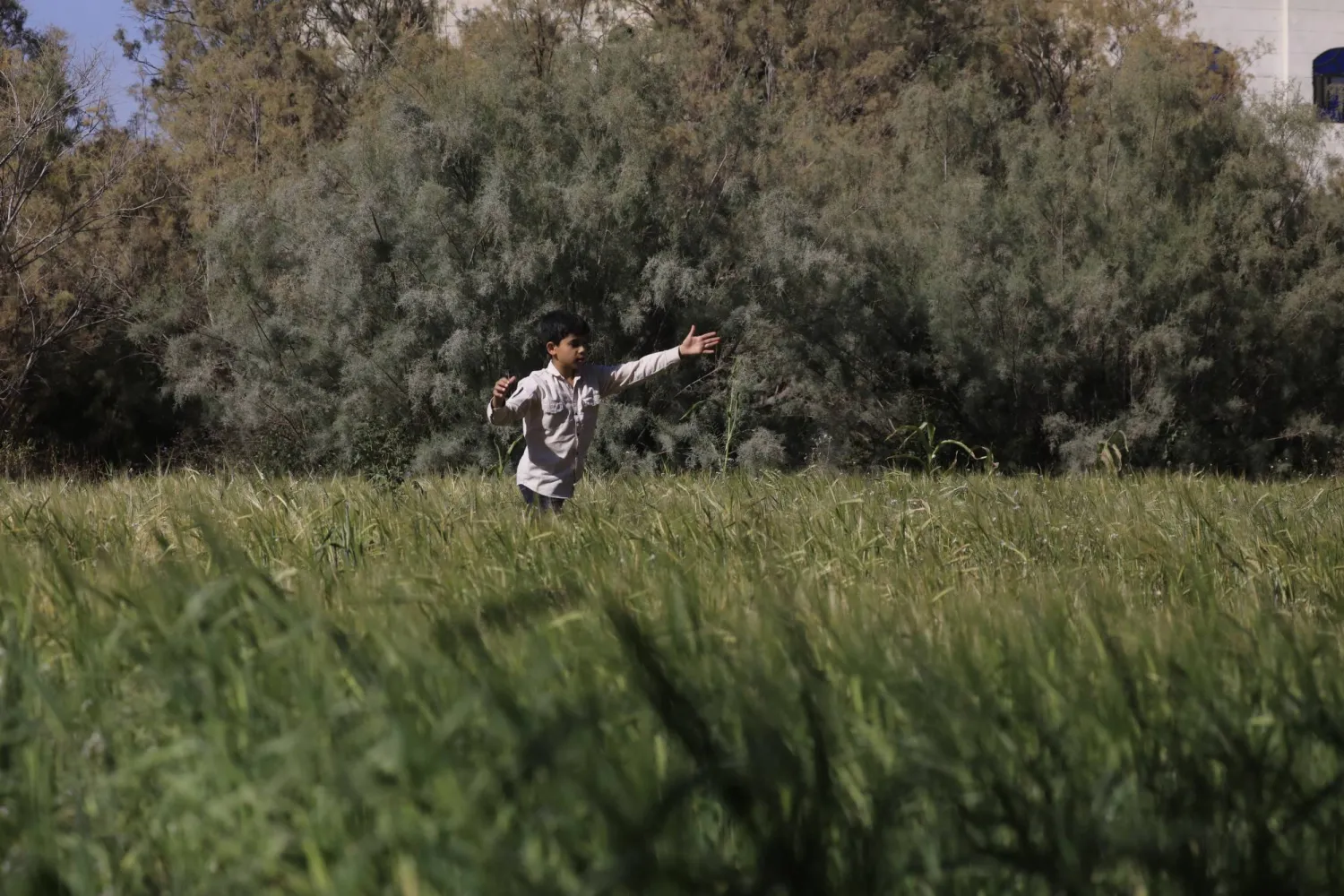 طفل يلعب في حقل للشعير بمدينة صنعاء اليمنية (إ.ب.أ)