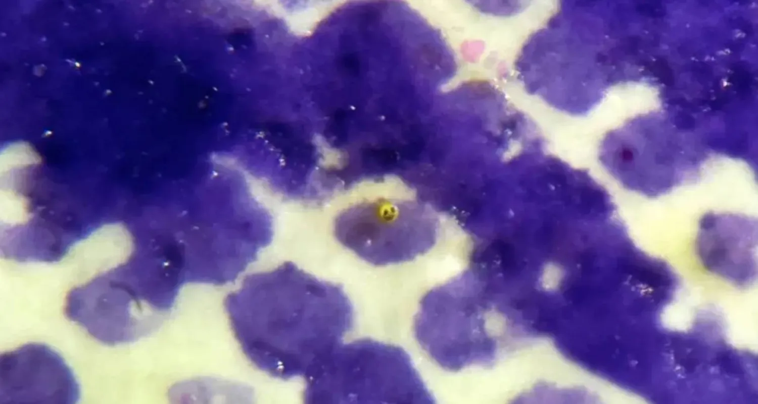 David A Lindon's latest sculpture is the same size as a human blood cell, mould spores, bacteria, talcum powder or a fog droplet (David A Lindon)