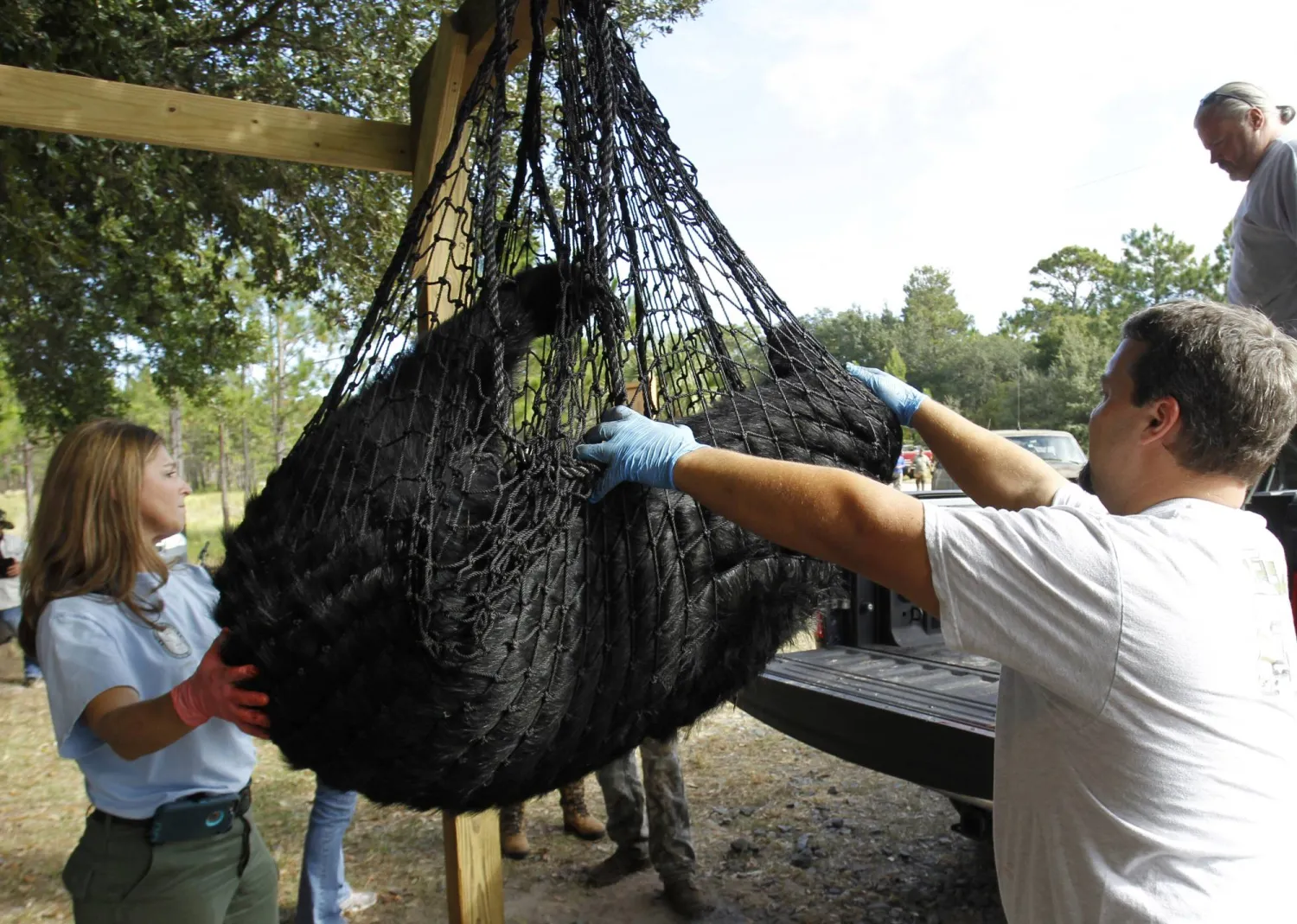 FILE - A black bear is weighed by FWC Biologists Alyssa Simmons and Mike Orlando at the Rock Springs Run Wildlife Management Area near Lake Mary, Fla., Oct. 24, 2015. (Luis Santana/Tampa Bay Times via AP, file)