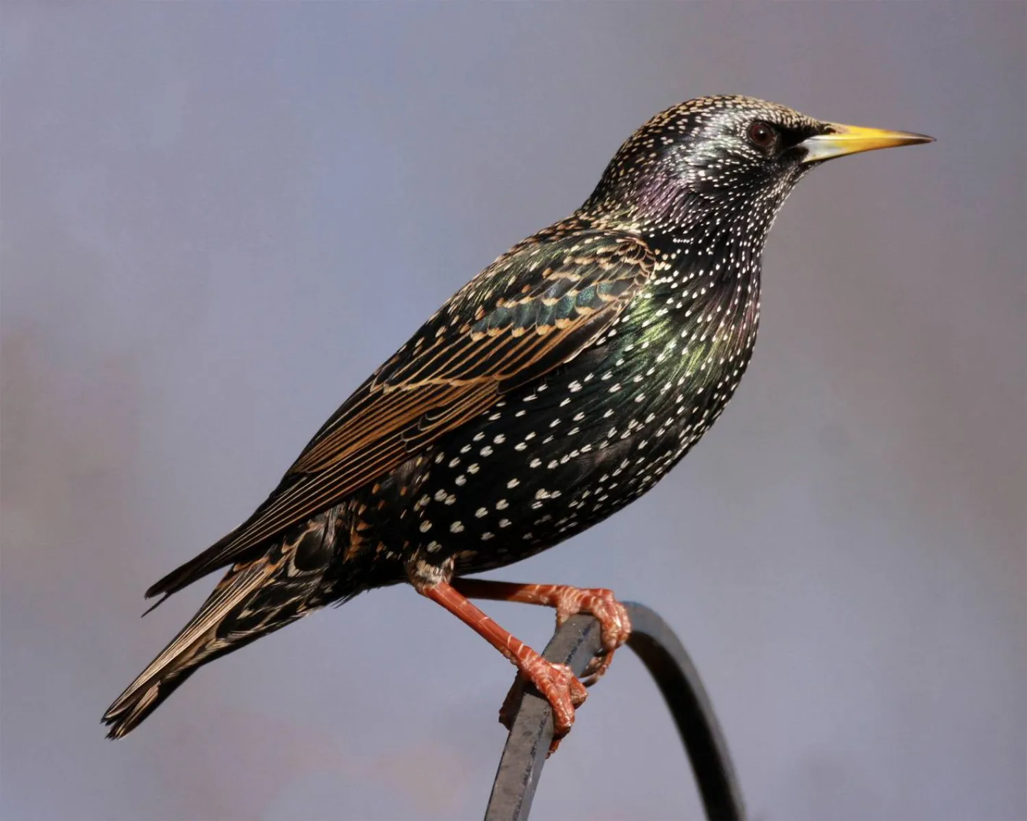 الأسماء تتكاثر لكنّ الطيور تختفي من الحقول والسماء (شاترستوك)