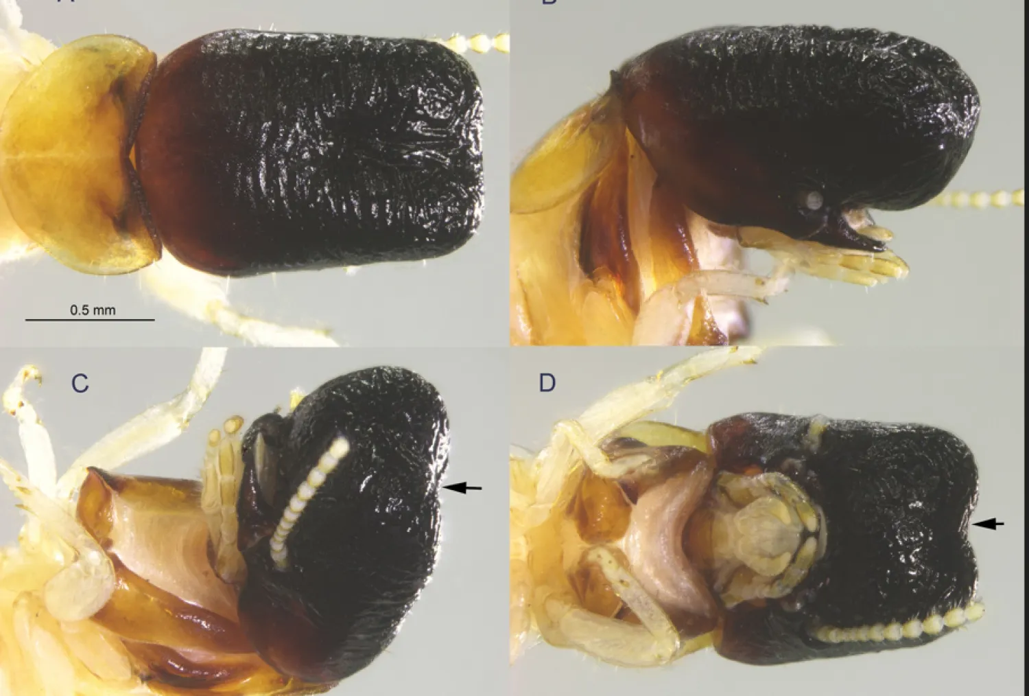 يتميز هذا النوع من النمل الأبيض برأسه الطويل وفكوك سفلية مخفية (رودولف شيفران - زوكيز)