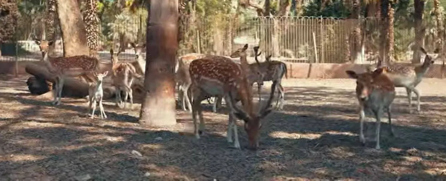 جانب من حديقة الحيوان بالجيزة (فيسبوك)