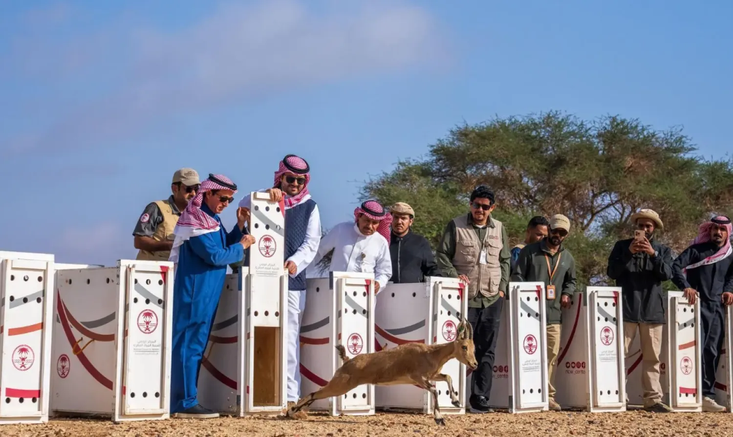 The release included six mountain ibex, 20 sand gazelles (reem), six idmi gazelles, and five ostriches - SPA 