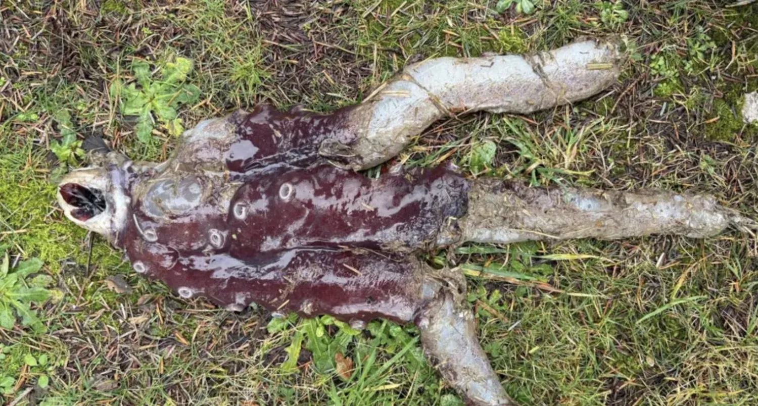 البحر يخفي أكثر مما يبوح (إيست غرامبيان)