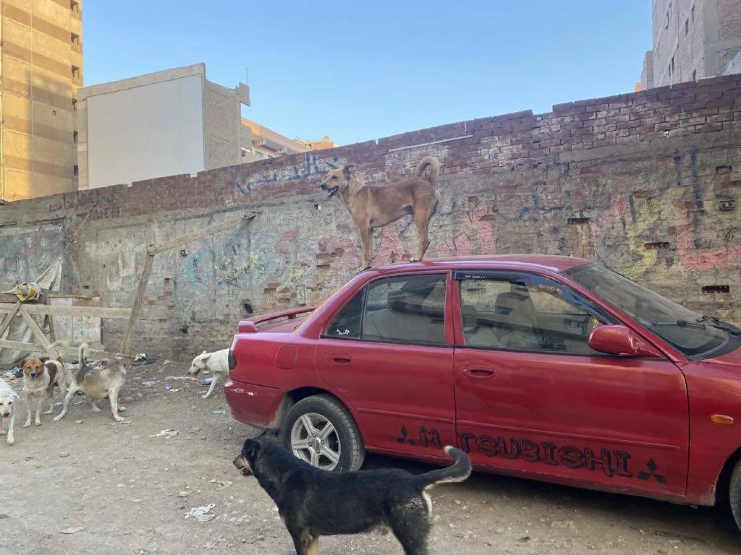 انتشار الكلاب في أحد شوارع محافظة الجيزة (الشرق الأوسط)