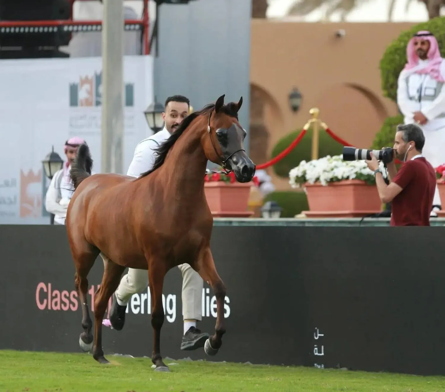 شهد اليوم الأول تركيزاً على الفئة الأولى «المهرات عمر سنة» التي شملت 8 مجموعات (واس)