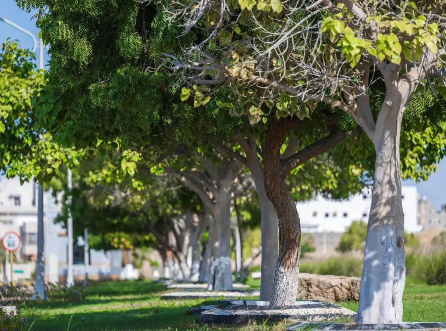 The projects falls in line with the objectives of the Kingdom’s Vision 2030 - SPA 