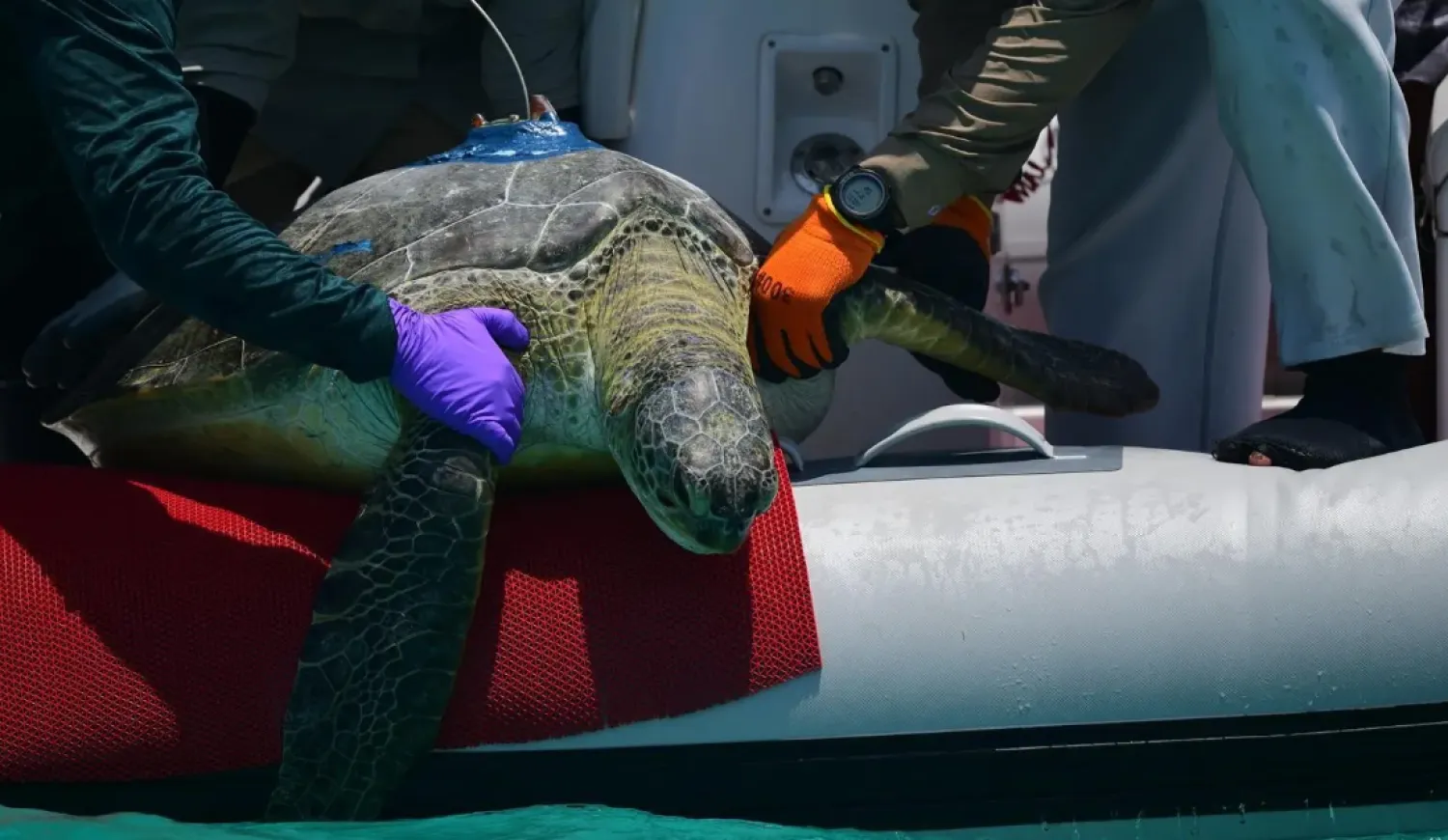 This data will fill a critical regional knowledge gap and drive unified, cross-border conservation strategies for these globally endangered species - SPA