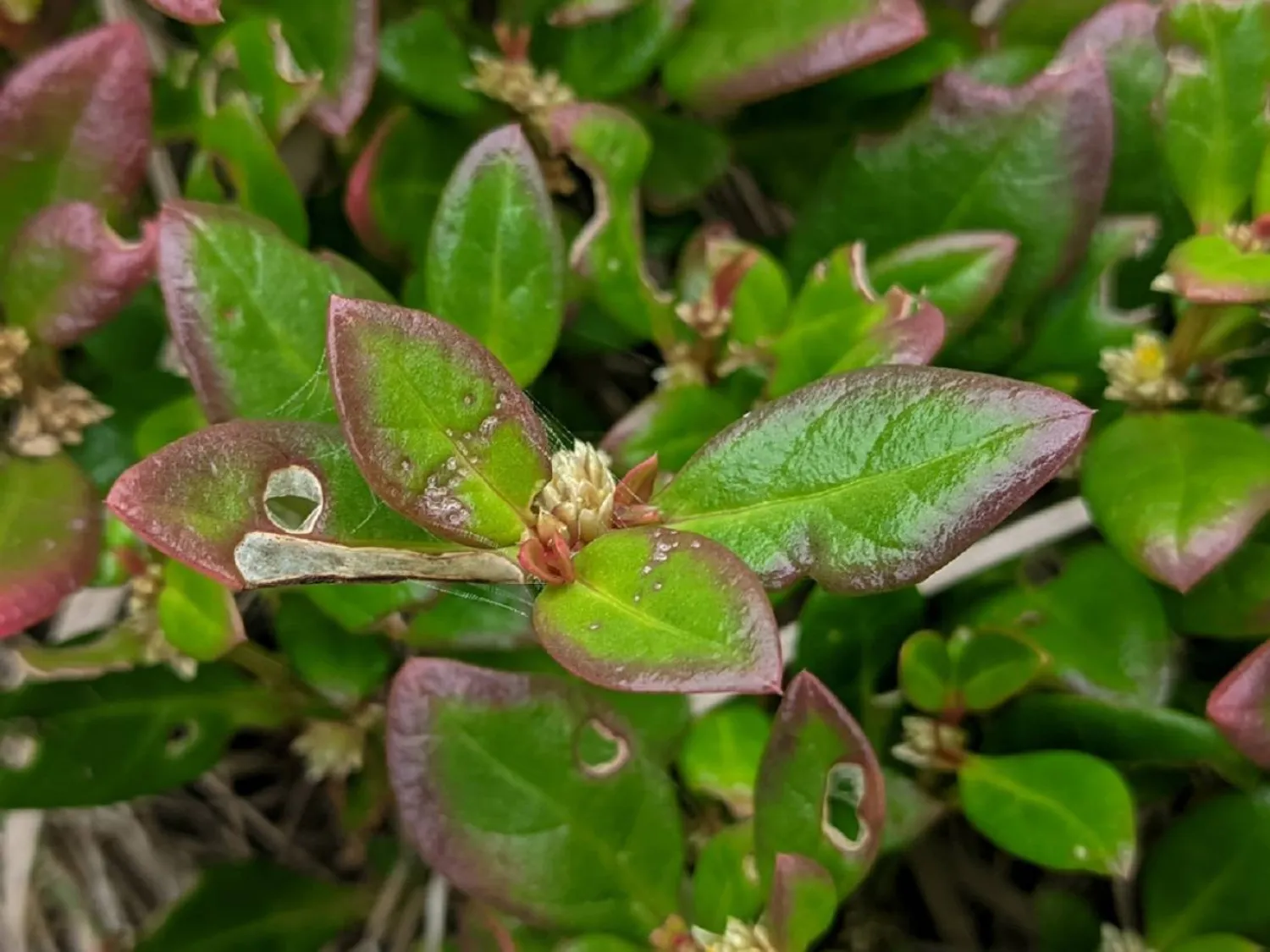 النبات البرازيلي يتميز بأوراقه الصغيرة وسيقانه الرقيقة (مؤسسة ساو باولو للأبحاث)