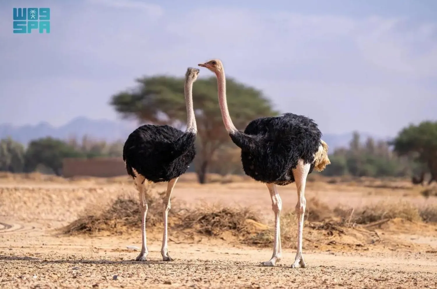 The initiative forms part of RCU's strategy to rehabilitate wildlife and achieve environmental sustainability.