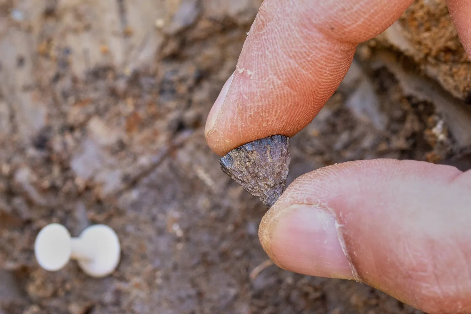 Discovery of the first fragment of iron pyrite in 2017, at Barnham, England. (Jordan Mansfield/Pathways to Ancient Britain Project via AP)
