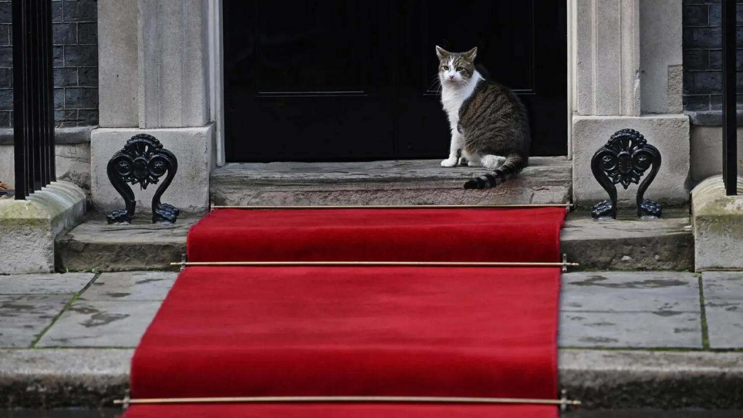 Larry the Downing Street cat is a global celebrity in his own right, with more than 900,000 followers on X. JUSTIN TALLIS / AFP/File
