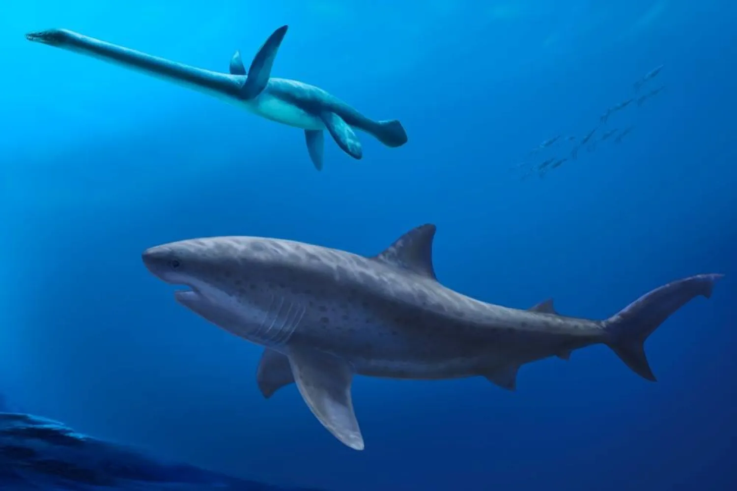  A illustration made in Sept. 3, 2025, of a gigantic 8 meter (26 foot) long mega-predatory lamniform shark swimming beside a long-necked plesiosaur in the seas off Australia 115 million years ago. (Pollyanna von Knorring/Swedish Museum of Natural History via AP) 