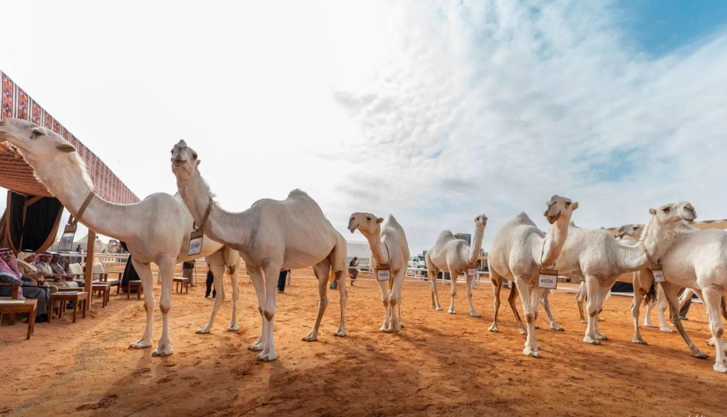 أعلنت لجنة التحكيم النهائي بمهرجان الملك عبد العزيز للإبل في نسخته العاشرة نتائج الفائزين الأحد (واس)