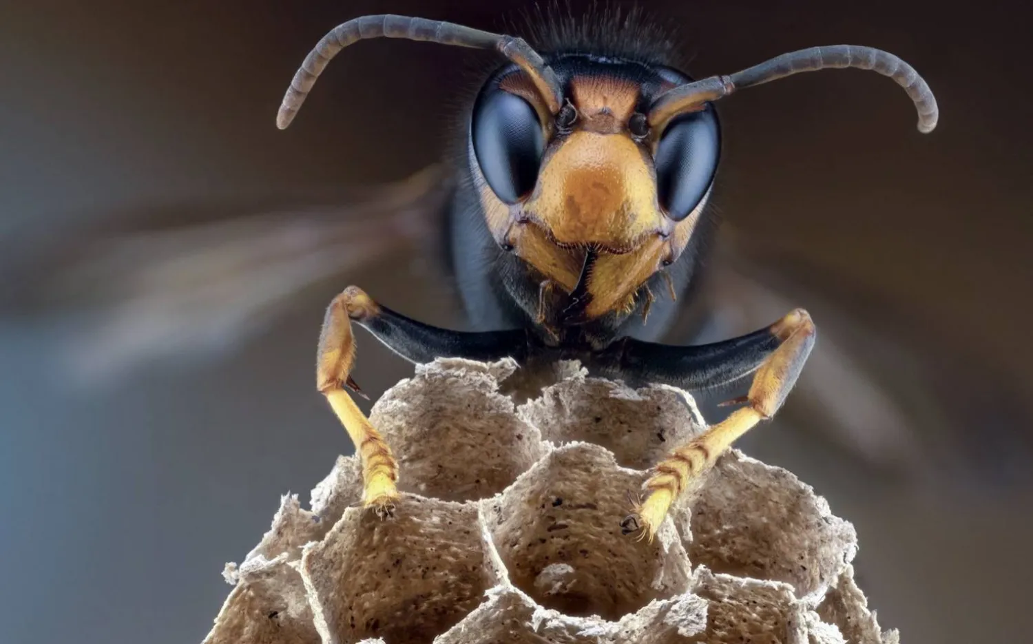 الدبابير الآسيوية يمكنها التهام 50 نحلة في اليوم (الوحدة الوطنية للنحل البريطاني)