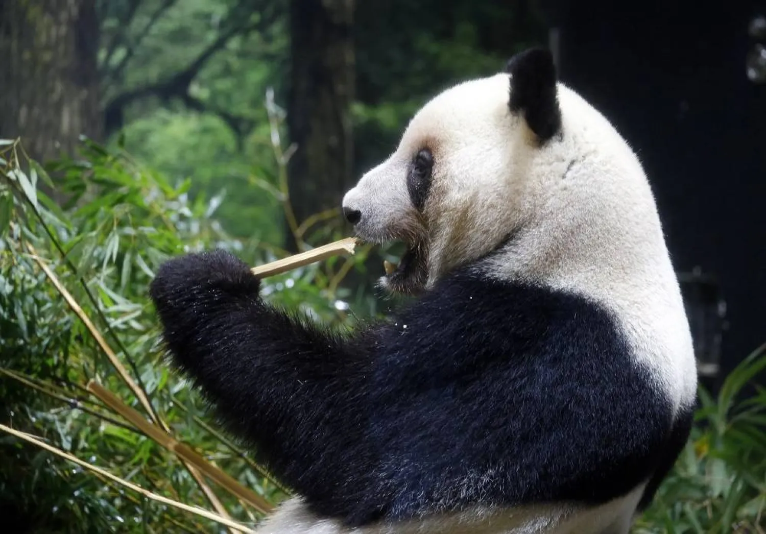 Giant panda Lei Lei eats bamboo at Ueno Zoological Gardens in Tokyo, Japan, 28 November 2025. (EPA)