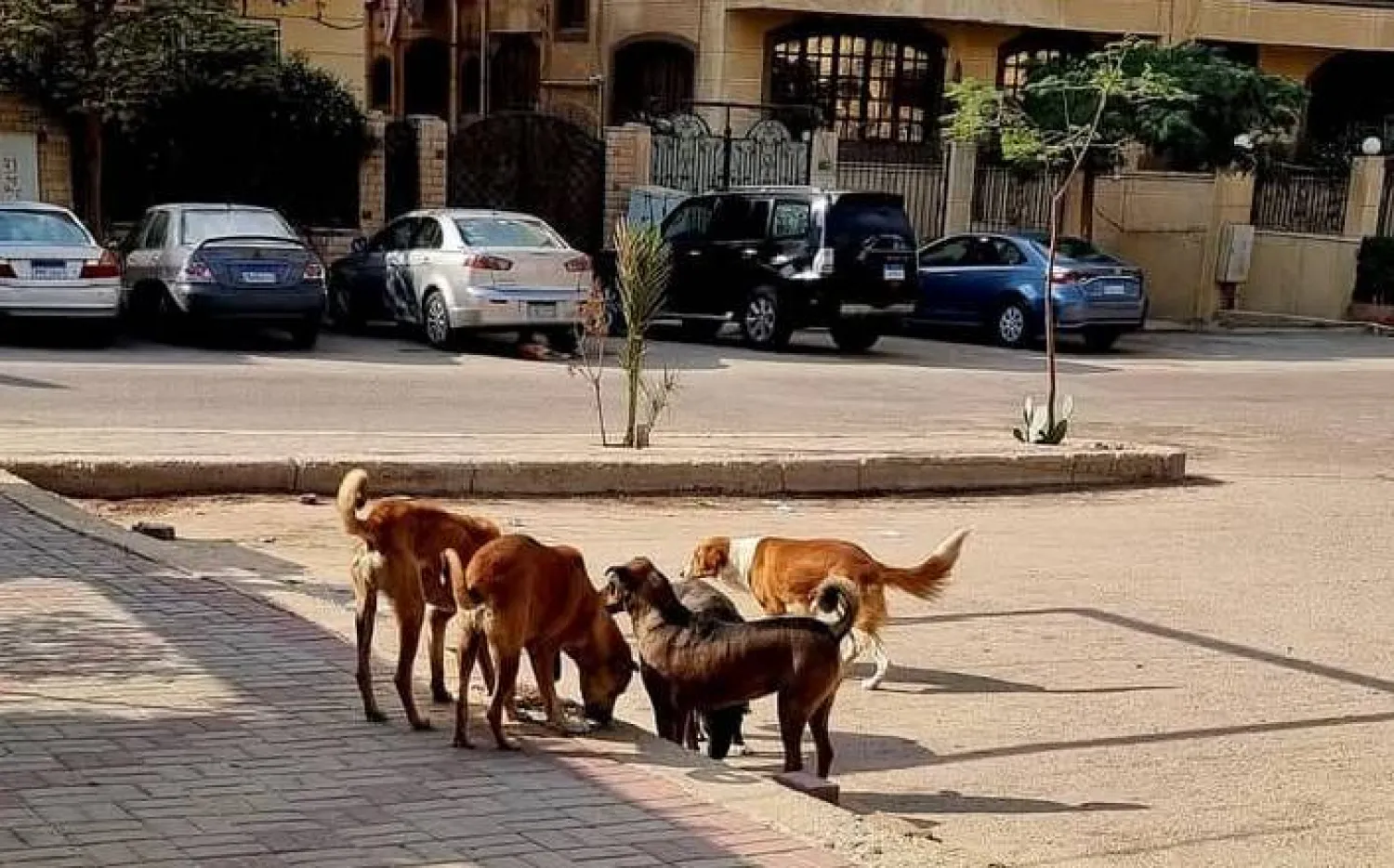 انتشار الكلاب الضالة يؤرق كثيراً من المصريين (صفحة فريق إنقاذ الحيوانات - رفق)