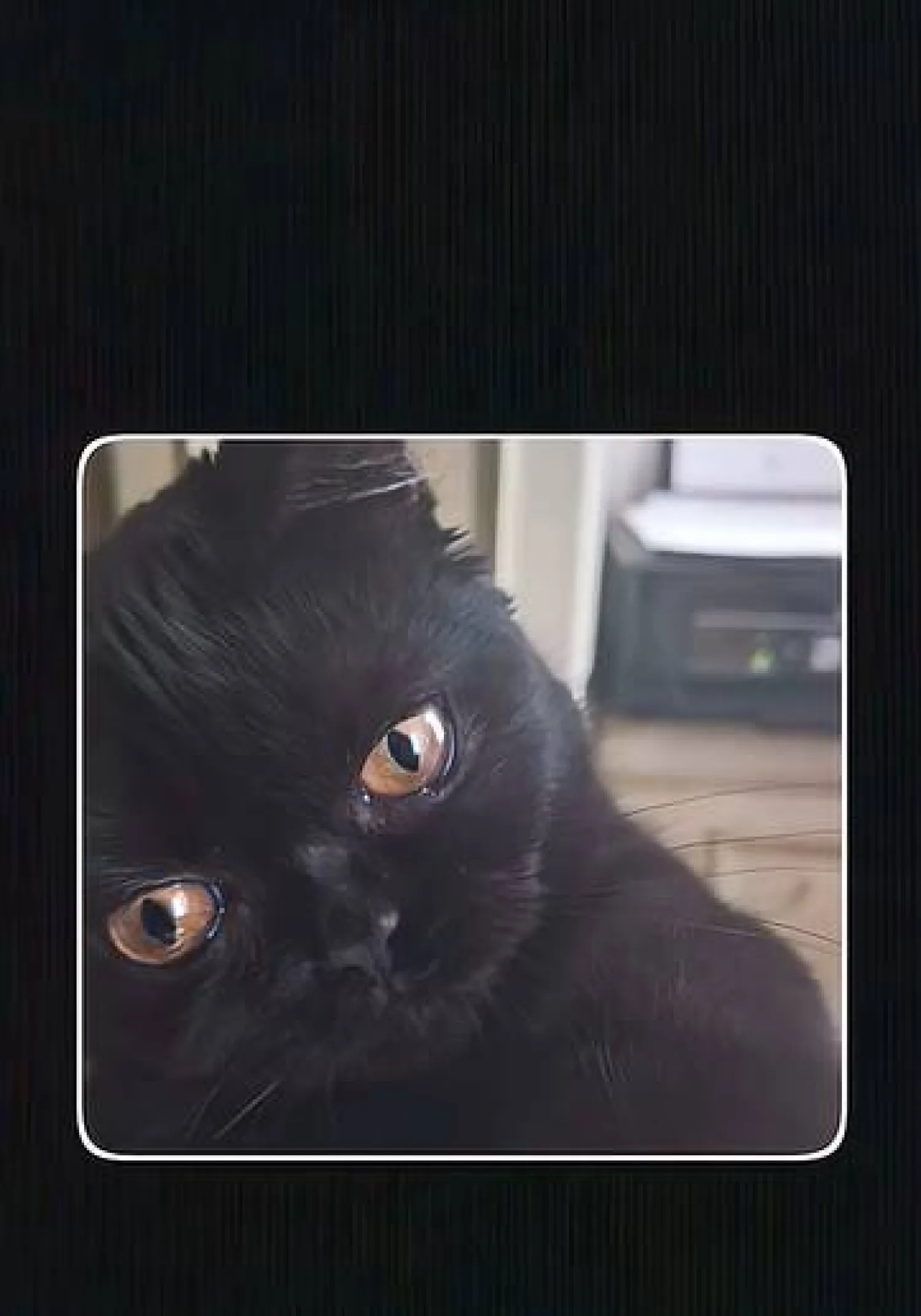 القطة لويزا