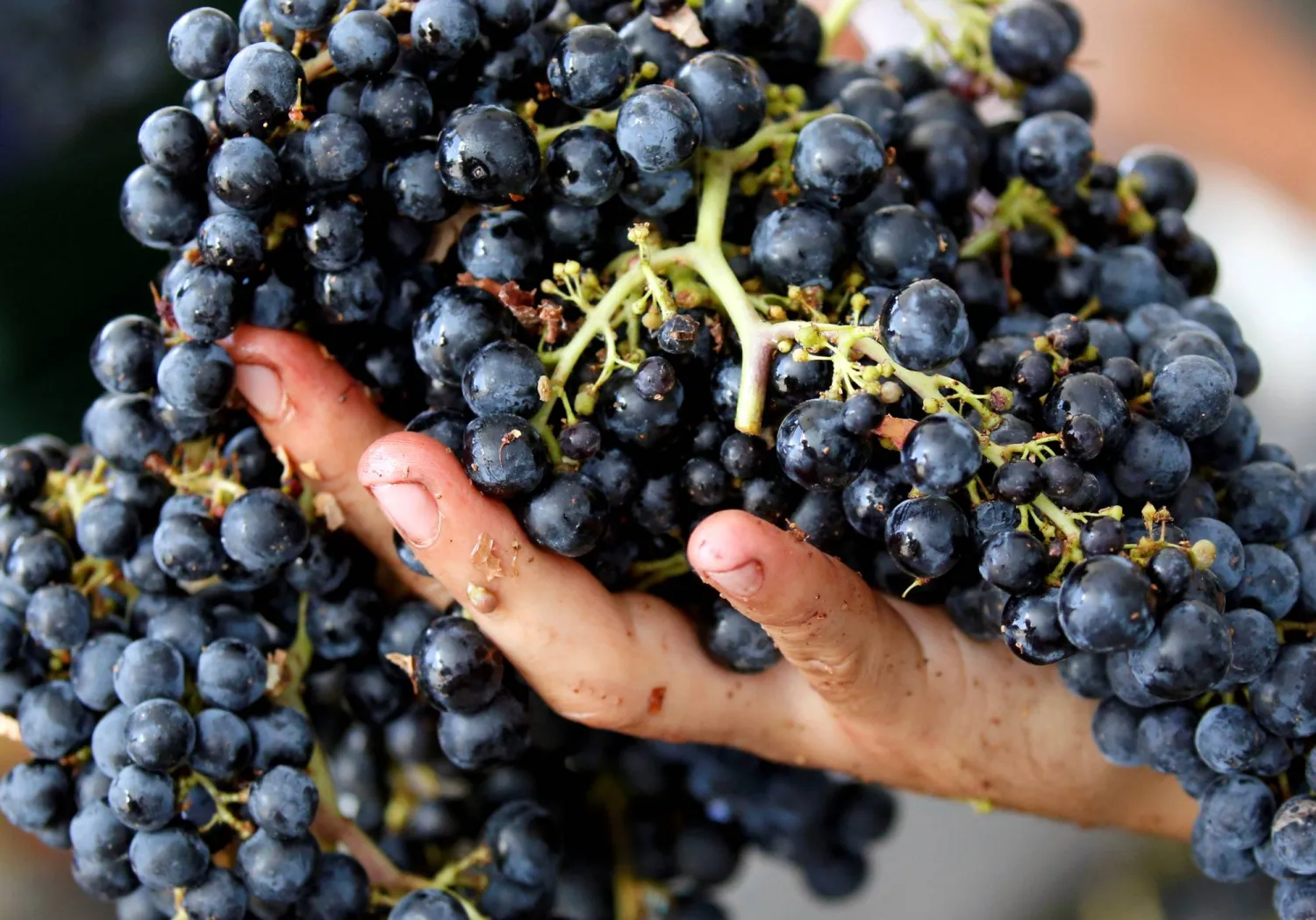 تناول العنب يمنح الجسم فوائد صحية مختلفة (رويترز)