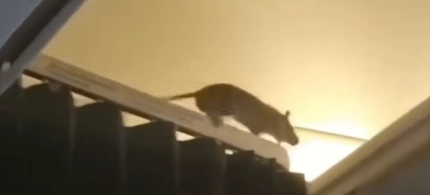 لقطة من الفيديو تظهر الفأر يزحف فوق حافة إحدى ستائر