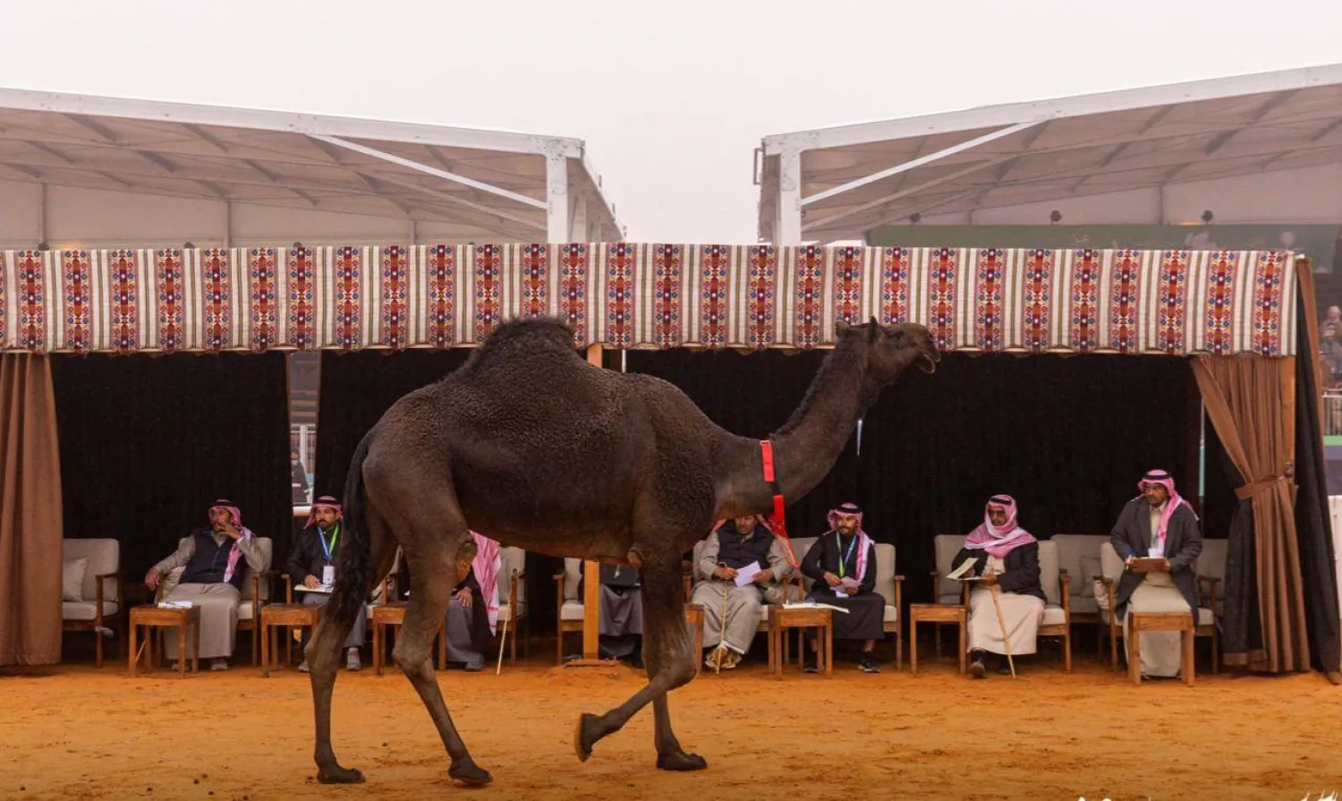 أعلنت نتائج الفائزين في اليوم السادس عشر من منافسات أشواط فعاليات مسابقة المزاين لفئة الجمل (مهرجان الملك عبد العزيز للإبل)