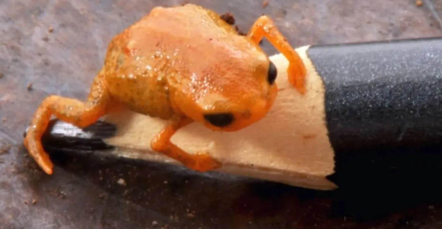 Tiny toadlet measuring less than 14 mm in length (Luiz Fernando Ribeiro)